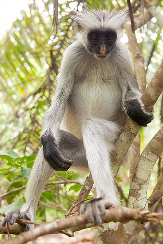 <span class="mw-page-title-main">Zanzibar red colobus</span> Species of Old World monkey