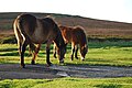 Image 30Ponies grazing on Exmoor near Brendon, North Devon (from Devon)