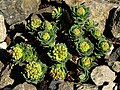 Rhodiola rosea