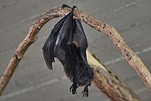 Rodrigues flying Fox in Prague Zoo