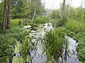 Natürlicher Flusslauf bei Sültingen