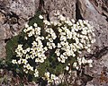 La Saxifraga tombeanensis: Sassifraga del monte Tombea