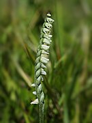 Spiranthes spiralis