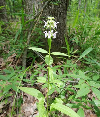 <i>Stachys hispida</i> Species of flowering plant