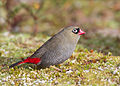 Beautiful Firetail female