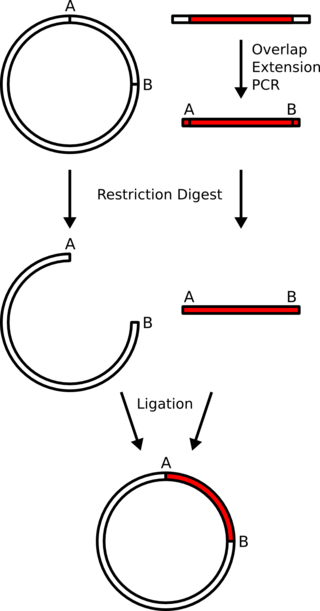 <span class="mw-page-title-main">Subcloning</span>