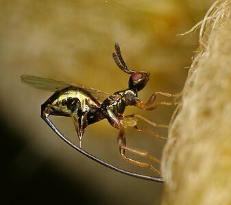 Sycoscapter cornutus ovipositing into a syconium of Ficus burkei