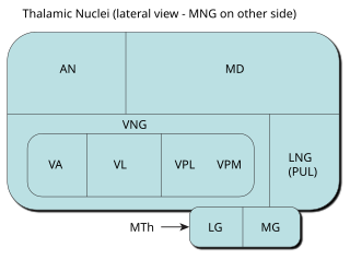 <span class="mw-page-title-main">Medial geniculate nucleus</span>