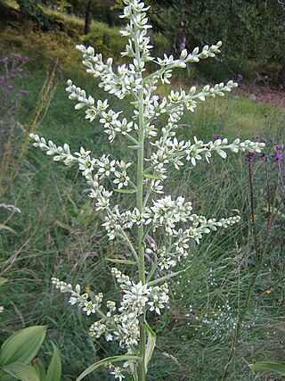 <i>Veratrum album</i> Species of plant