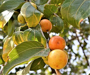 פירות השיזף המצוי