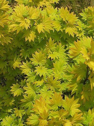 <i>Acer shirasawanum</i> Species of maple