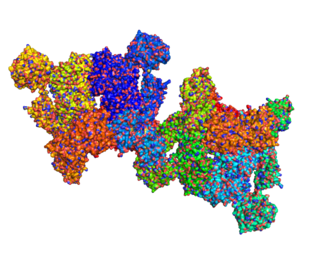 <span class="mw-page-title-main">C3-convertase</span>