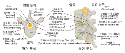 718 Vertebra-enko.svg