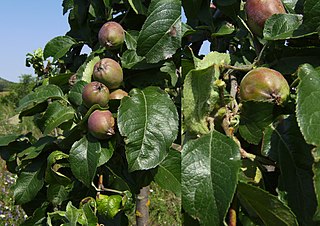 <span class="mw-page-title-main">Thinning</span> Removal of some plants to improve the growth of other plants