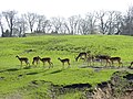 Antelopes on the African Savanna in Emmen Zoo, the Netherlands.