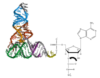 <span class="mw-page-title-main">Aminoacyl-tRNA</span>