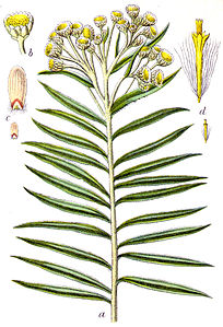 Anaphalis margaritacea (as syn. Gnaphalium margaritaceum) vol. 13 - plate 29 in: Jacob Sturm: Deutschlands Flora in Abbildungen (1796)