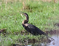 African darter, a local resident of lakes and rivers Anhinga rufa.jpg