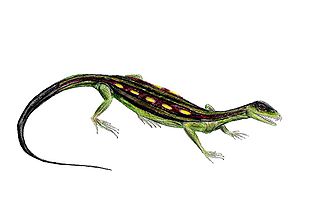 <i>Araeoscelis</i> Extinct genus of reptiles