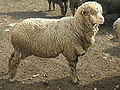 Mouton Ascanian