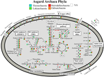 Thumbnail for File:Asgard archaea Phyla.png