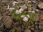 Strand-Aster (Blätter und Stängel)