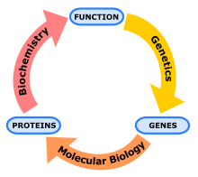 Schematic relationship between biochemistry, genetics and molecular biology Biochemistry, genetics and molecular biology.svg