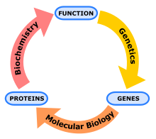 Biochemistry, genetics and molecular biology.svg