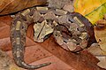 Östliche Gabunviper (Bitis gabonica)