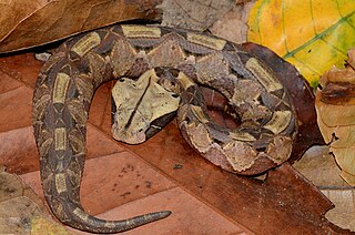 <span class="mw-page-title-main">Gaboon viper</span> Species of snake