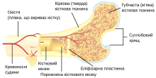 Bone cross-section uk.svg