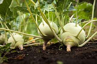 <span class="mw-page-title-main">Kohlrabi</span> Biennial cultivar of wild cabbage