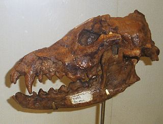 <i>Xenocyon</i> Extinct subgenus of carnivores