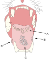 A cat tongue holds 4 different types of papillae. Arrows B & D point to the papillae used for taste. While arrow C Is pointing to the filiform papillae which assist in grooming & removing flesh from prey. (A) points to the circumvallate papillae which assist with taste.