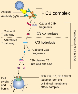 <span class="mw-page-title-main">Complement system</span> Part of the immune system that enhances the ability of antibodies and phagocytic cells