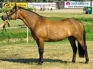 <span class="mw-page-title-main">Connemara pony</span> Breed of horse