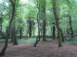 <span class="mw-page-title-main">Coppetts Wood and Scrublands</span> Nature reserve in the London Borough of Barnet