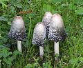 Coprinus comatus Conique et déliquescent adulte