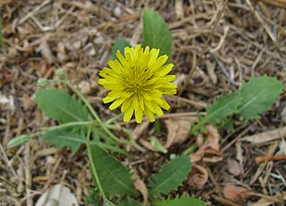 <i>Crepis bursifolia</i> Species of flowering plant