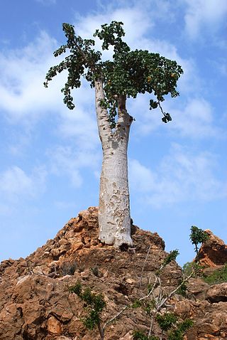 <i>Dendrosicyos</i> Species of plant