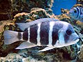 Cyphotilapia frontosa, a species of fish endemic to Lake Tanganyika