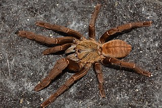 <i>Cyriopagopus hainanus</i> Species of spider