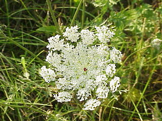 <i>Daucus</i> Genus of flowering plants in the celery family Apiaceae