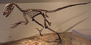 <i>Deinonychus</i> Genus of theropod dinosaur