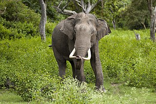 <span class="mw-page-title-main">Indian elephant</span> Most widespread subspecies of Asian elephant