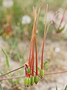 Erodium ciconium