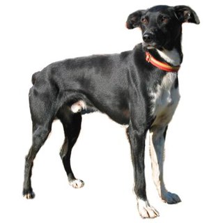 <span class="mw-page-title-main">Eurohound</span> Dog breed