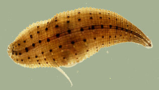 Helobdella europaea (Glossiphoniidae)