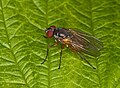 Unidentified fly (Stuttgart, Germany)