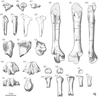 <i>Garganornis</i> Extinct genus of birds